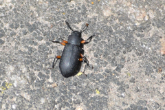 Haplandrus fulvipes