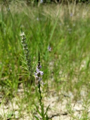 Verbena simplex