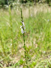 Verbena simplex
