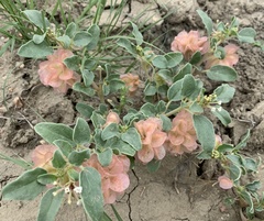 Tripterocalyx micranthus