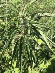 Urtica dioica
