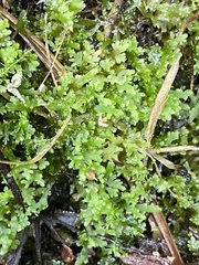 Riccardia multifida