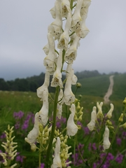Aconitum orientale