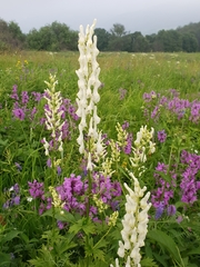 Aconitum orientale