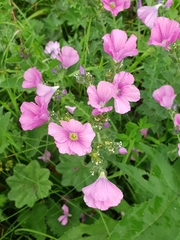 Linum hypericifolium