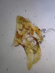 Triaxomera parasitella