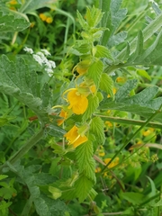 Rhynchocorys orientalis