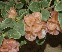 Tripterocalyx micranthus