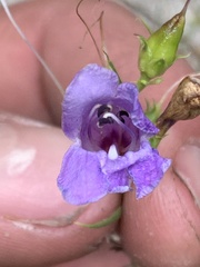 Penstemon platyphyllus