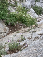 Penstemon platyphyllus