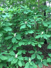 Magnolia macrophylla ashei