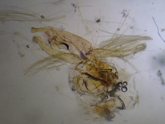 Neofaculta ericetella