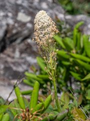 Melanthiaceae