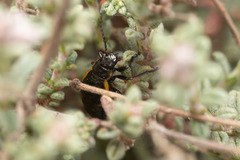Arima marginata