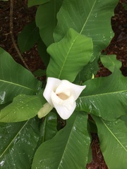 Magnolia macrophylla ashei