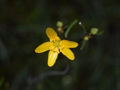 Ranunculus occidentalis