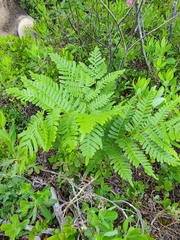 Pteridium aquilinum image