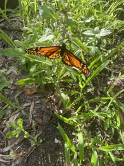 Danaus plexippus