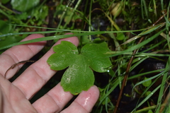 Ranunculus occidentalis