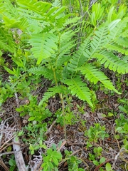 Pteridium aquilinum image