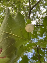 Amphibolips nubilipennis