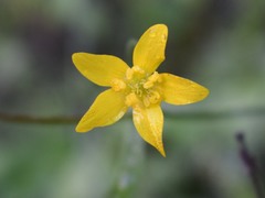 Ranunculus occidentalis