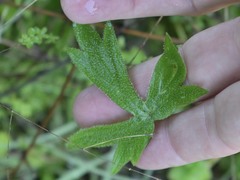 Ranunculus occidentalis