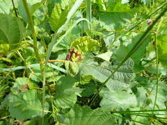 Taphrina tosquinetii