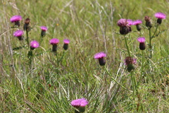 Cirsium pumilum