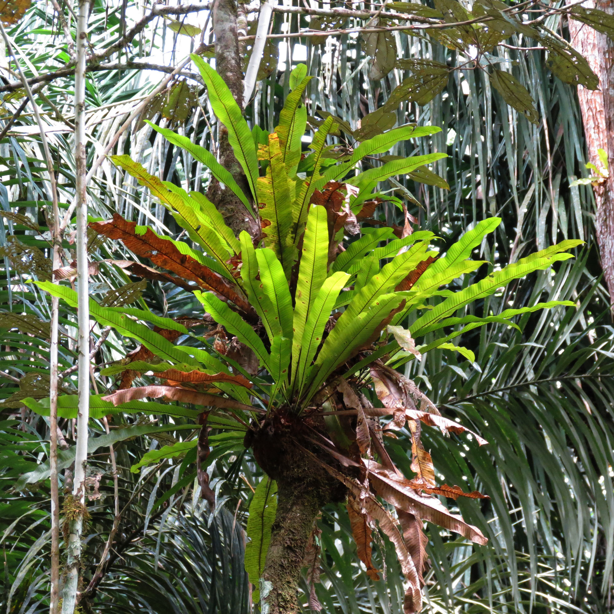 Niphidium