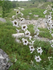 Delphinium crispulum