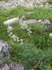 Delphinium crispulum