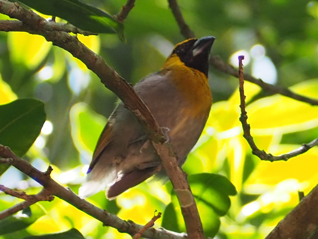 Black-faced Grosbeak