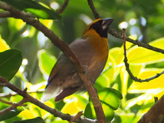 Caryothraustes poliogaster