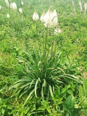 Melanthiaceae