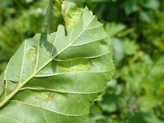 Taphrina tosquinetii