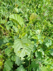 Taphrina tosquinetii