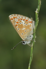 Aricia artaxerxes allous