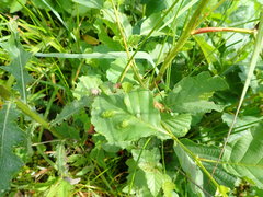 Taphrina tosquinetii