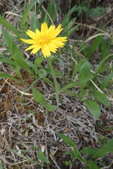 Arnica angustifolia