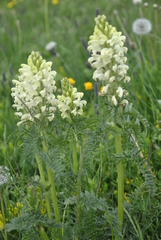 Pedicularis comosa