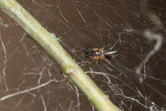 Frontinellina frutetorum