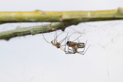 Frontinellina frutetorum