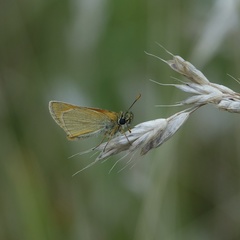 Thymelicus sylvestris