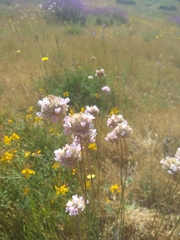 Armeria arenaria
