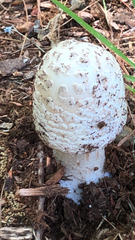 Amanita