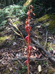Corallorhiza maculata