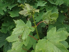 Dasineura irregularis