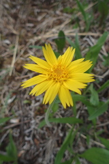Arnica angustifolia