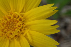 Arnica angustifolia